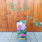 Pivónia drevitá (Paeonia suffruticosa) ‘LING HUA ZHAN LU’ - výška 20-30 cm, kont. C2L